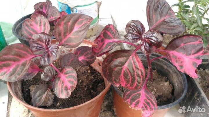 Ирезине - необыкновенно яркий цветок