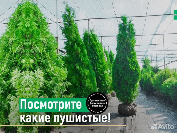 Туи смарагд 120 см свежая копка 2023