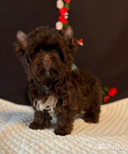 Мини шоколадный Йорк мальчик