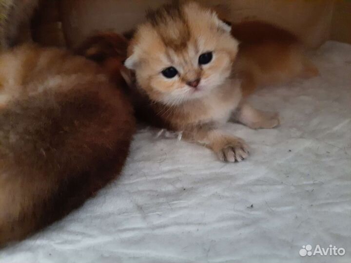 Золотые котята