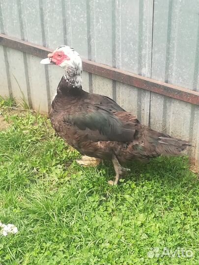 Селезень индоутки, фавероль петухи