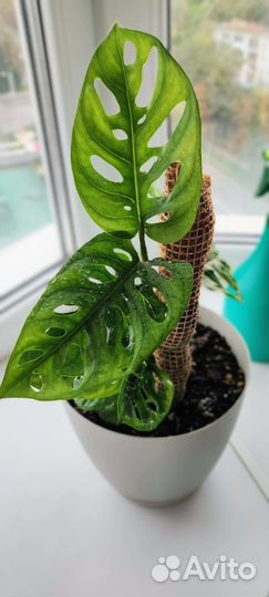 Монстера манки маск (Monstera Monkey Mask)