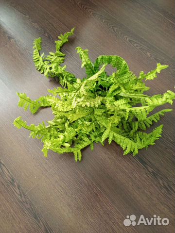 Папоротник комнатный купить в Нижнем Новгороде | Товары для дома и дачи ...