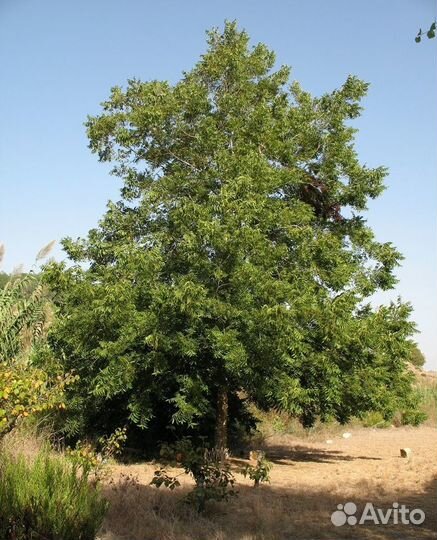 Орех Пекан (семена)