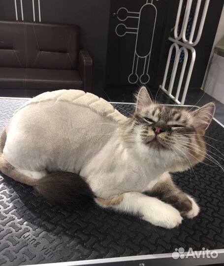 Стрижка собак и кошек