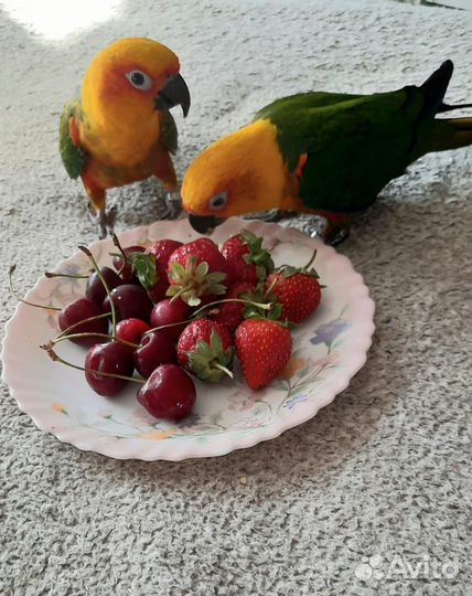 Попугай Аратинга