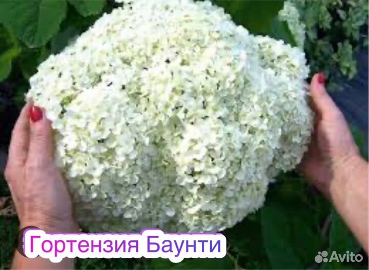 Гортензия шип клауд