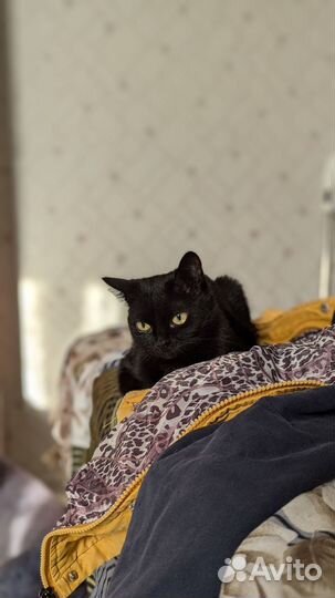 Кошка в добрые руки