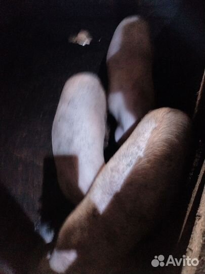 Поросята ландрас