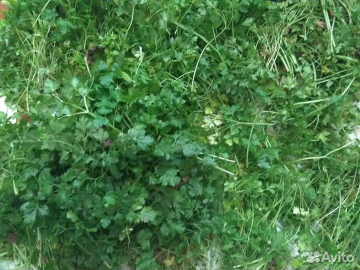 Петрушка свежая