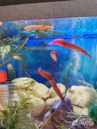 Макрогнатус