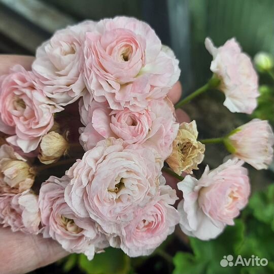 Пеларгония герань