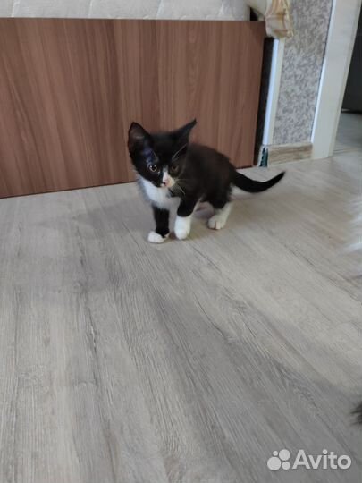 Отдам в добрые руки