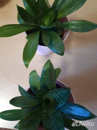 Сансевиерия