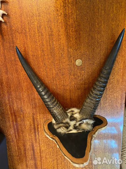 Рога антилопы