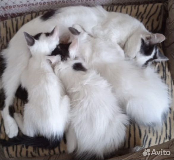 Котята отдам в добрые руки бесплатно