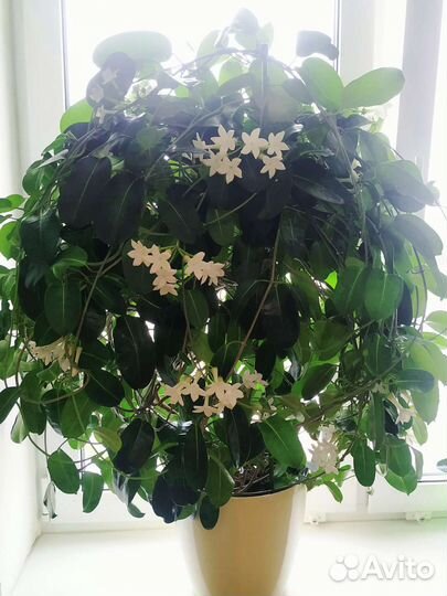 Мадагаскарский жасмин (стефанотис)