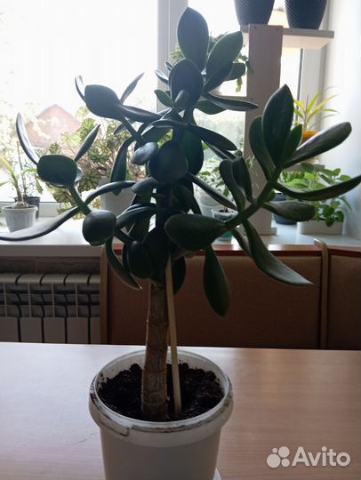 Толстянка и другие растения