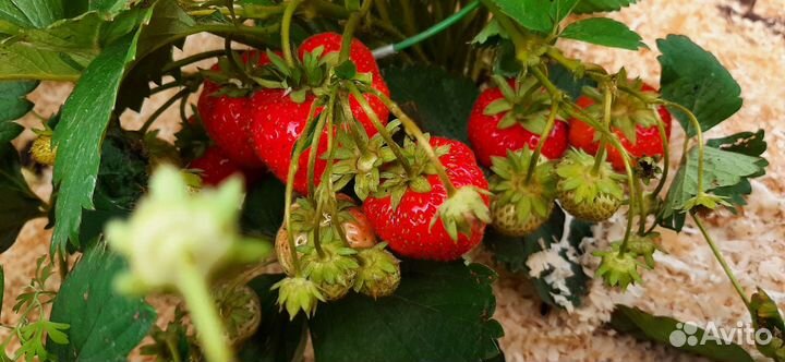 Земклубника Купчиха, Сударушка, Максим