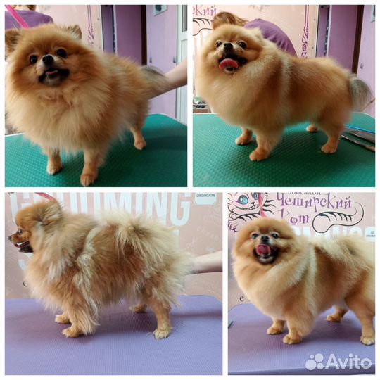 Груминг собак и кошек с выездом на дом