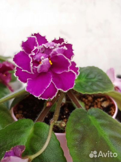 Фиалки и герань