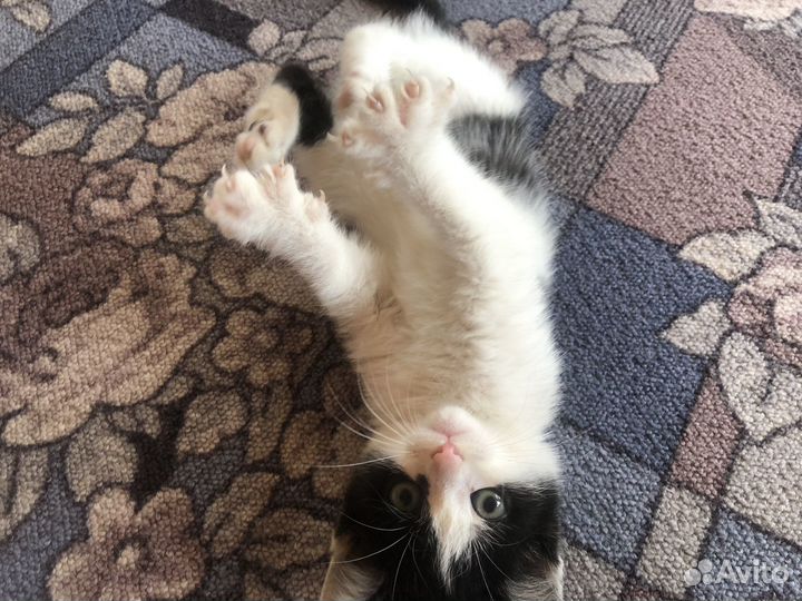 Котенок
