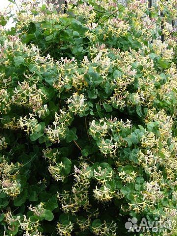 Декоративная лиана Каприфоль