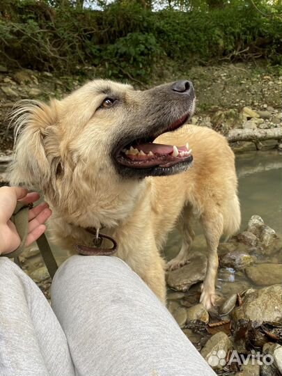 Лайма собака-улыбака