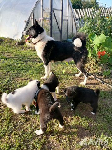 авито луки животные. рекс собака. авито луки животные. блочный лук интерлопер. гребень петуха по породам.