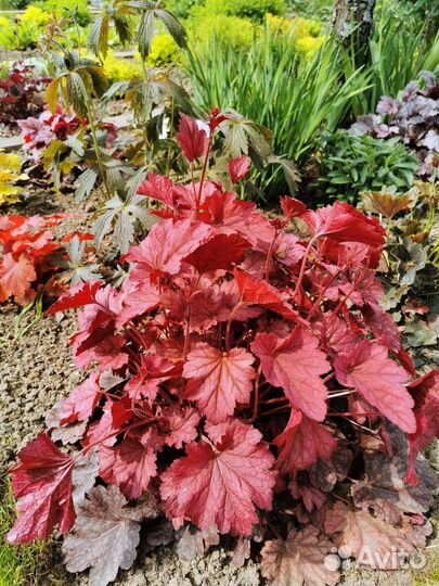 Гейхера Мармелад (Heuchera Marmalade)