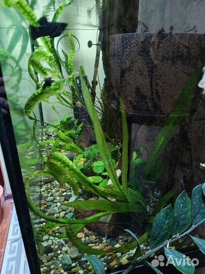 Аквариум. Аквариумный комплект
