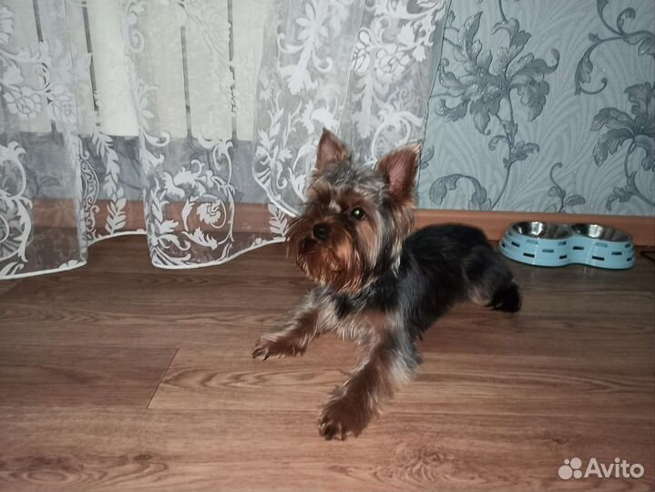 Йоркширский терьер вязка мальчик