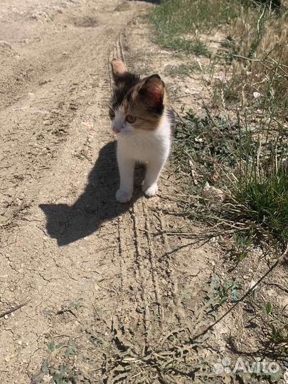 Счастье в дом