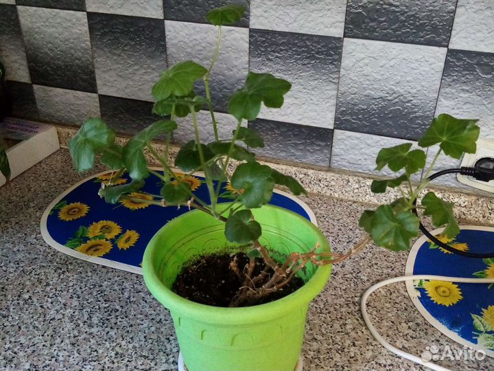 Герань обычная