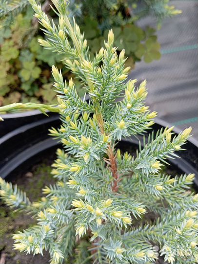 Можжевельник чешуйчатый Blue Star