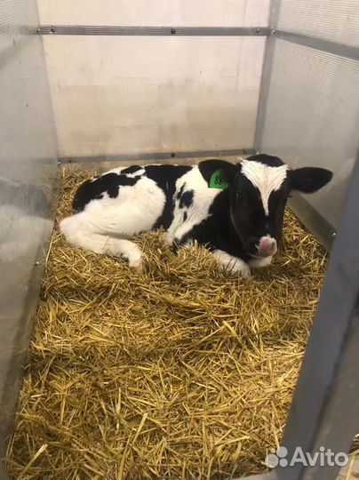 Бычки 1-3 месяца