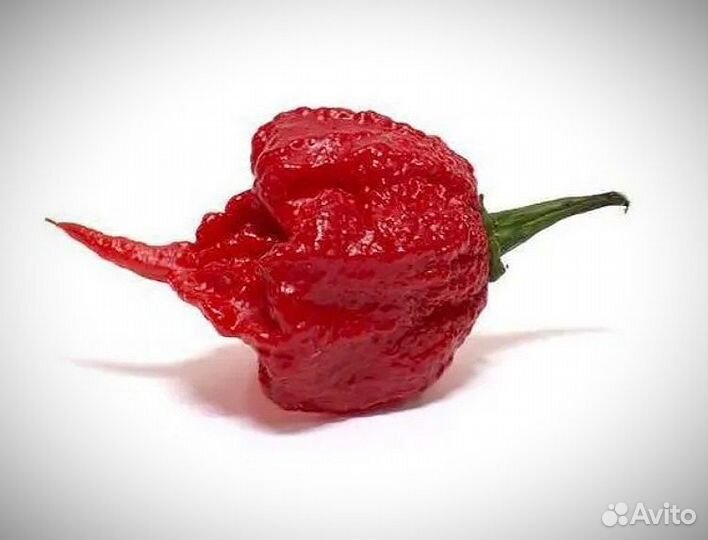 Семена острого перца.Carolina Reaper-5 семян