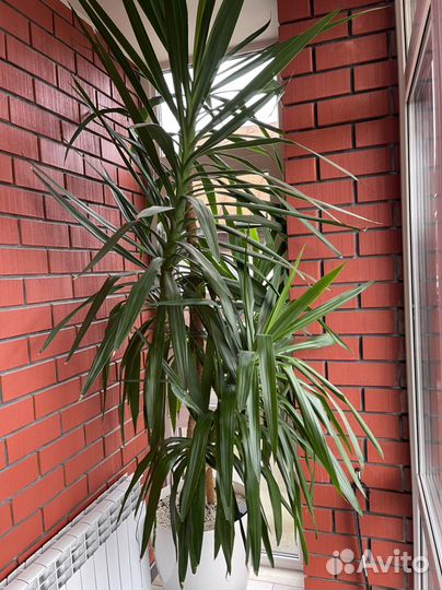 Комнатные цветы юкка