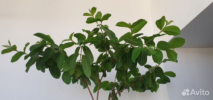 Гуаява тропикана