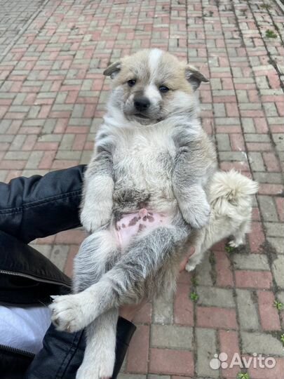 Щенки от японского шпица