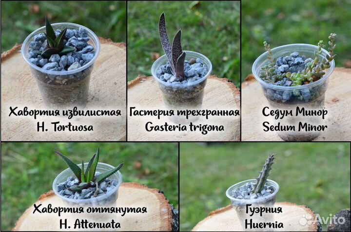 Кактусы и суккуленты