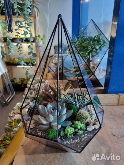 Флорариум с суккулентами Резная капля