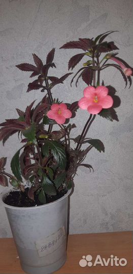 Ахименес Sabrina