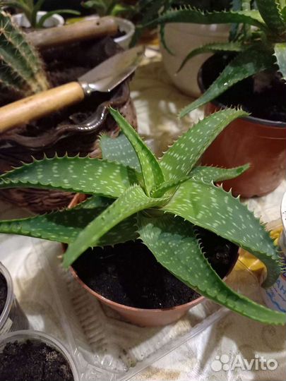 Алоэ осистое