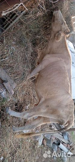 Корова сементалка