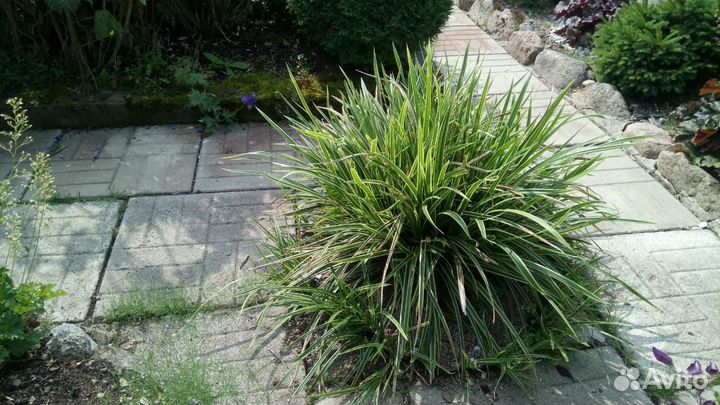 Девичий виноград-лиана