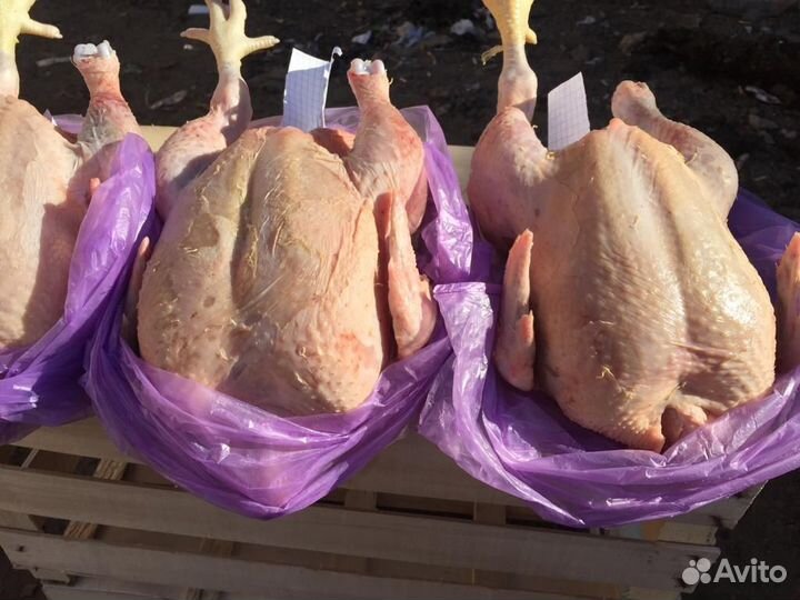 Домашнее мясо кур