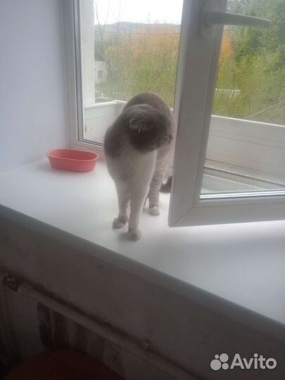 Котята шотланские