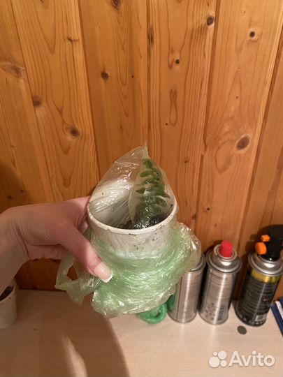 Папоротник нефролепис