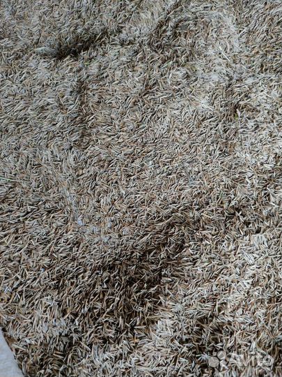 Семена костра